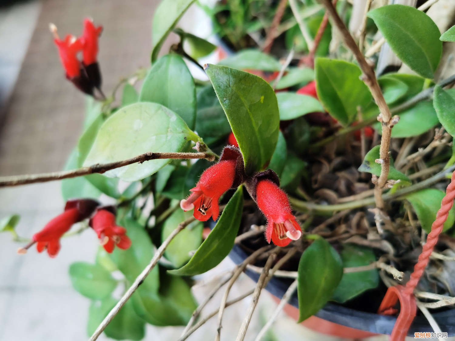 对红花叶子黄了怎么办 口红花叶子发黄怎么办