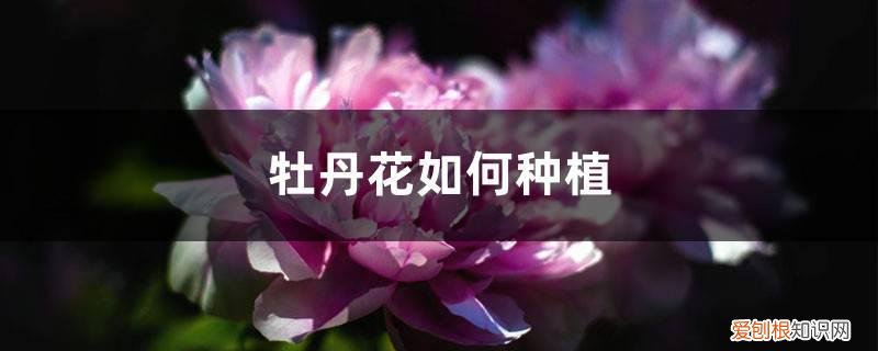 牡丹花花苗什么时候种植 牡丹花如何种植,什么时候种