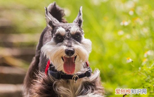 2个月雪纳瑞怎么喂养 2个月大的雪纳瑞喂养方法