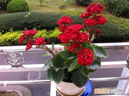 长寿花养殖方法 夏天种植这些得避免