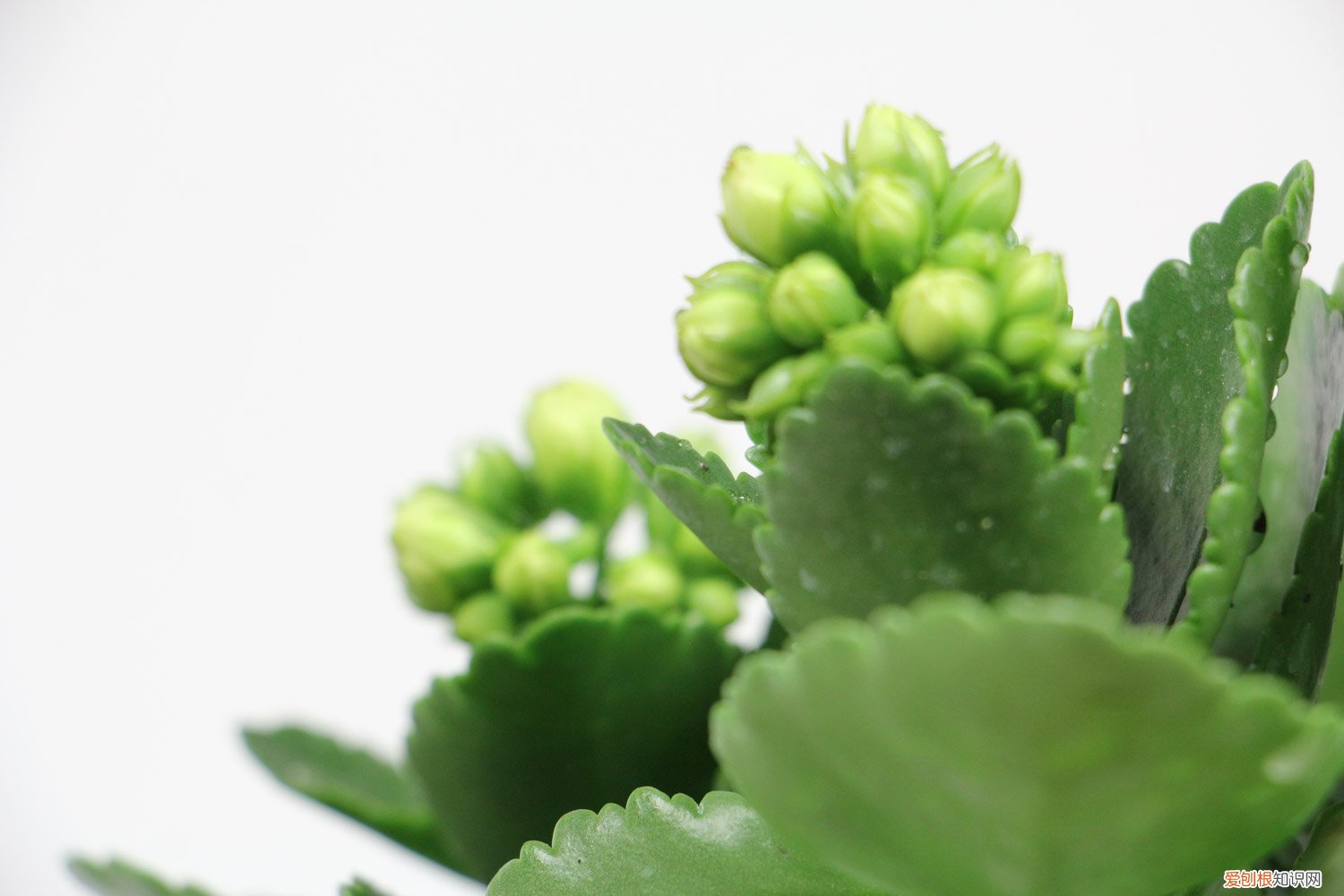 长寿花叶子发黄干枯加热有关系吗 长寿花的叶子发黄干枯