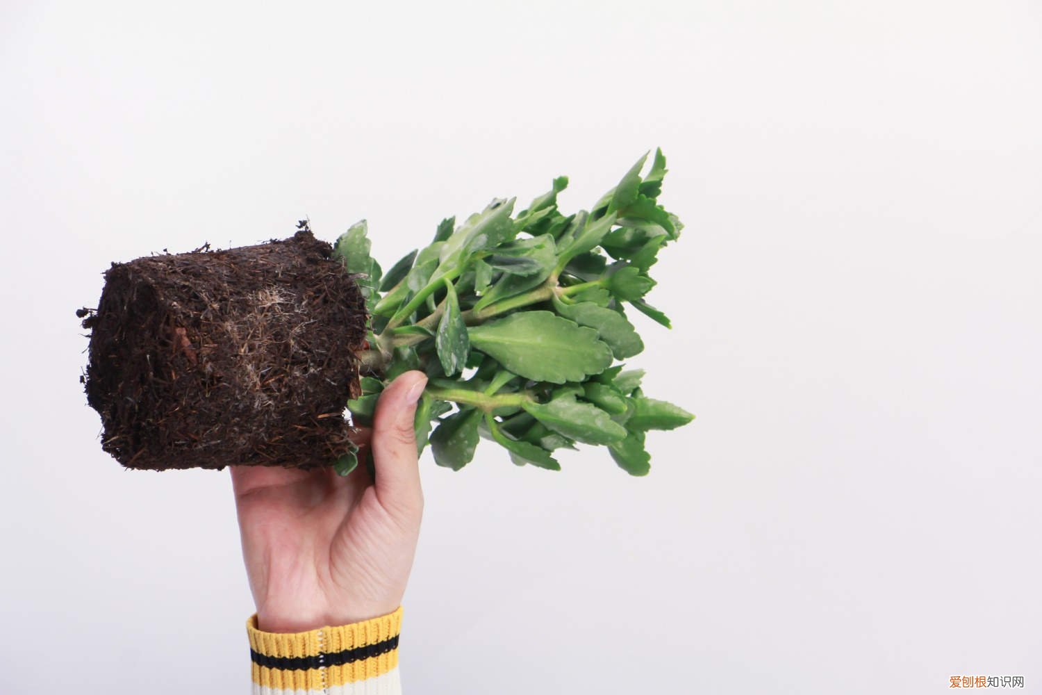 长寿花叶子发黄干枯加热有关系吗 长寿花的叶子发黄干枯