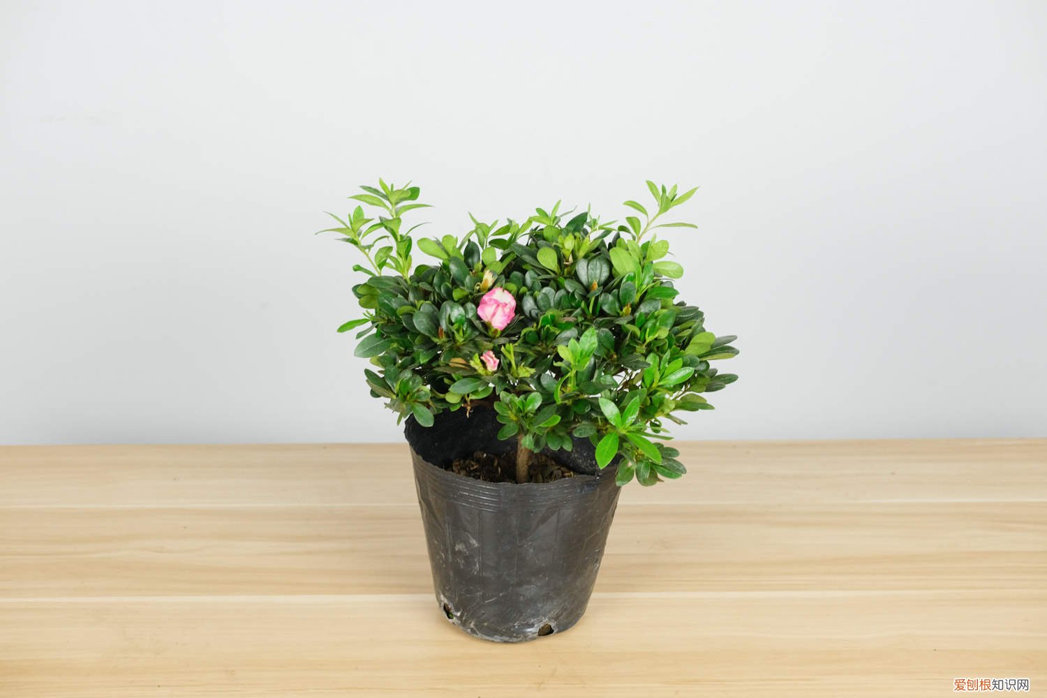 杜鹃花叶子变黄怎么办 杜鹃花叶子全部发黄怎么办