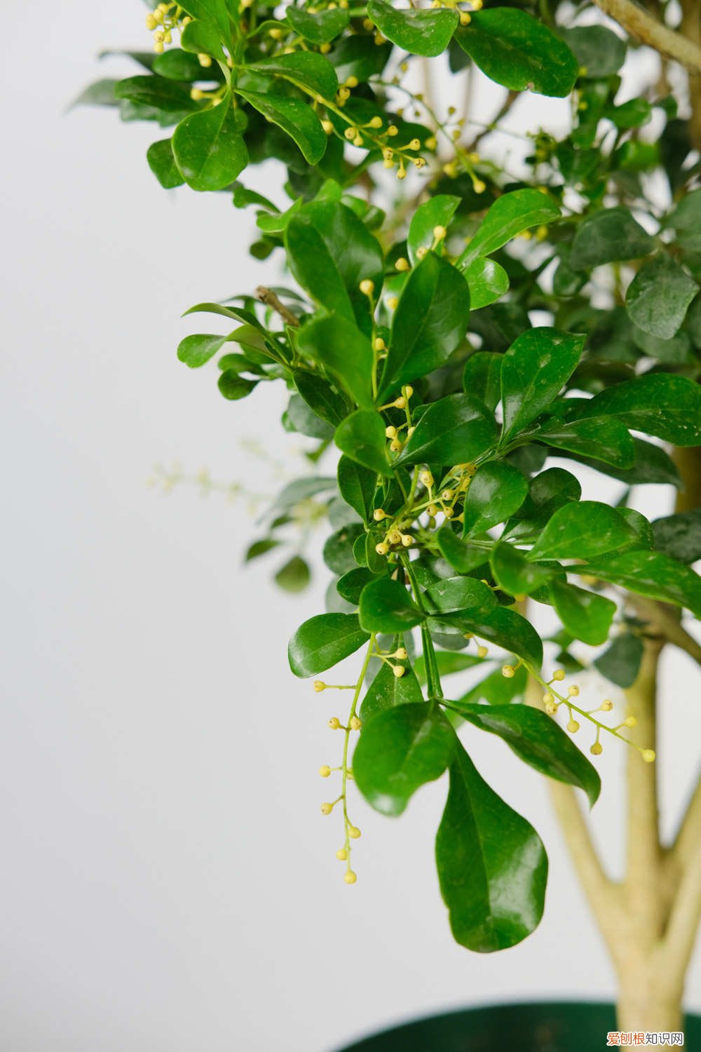 米兰花叶子有点黄,怎么办 米兰花叶子发黄怎么办