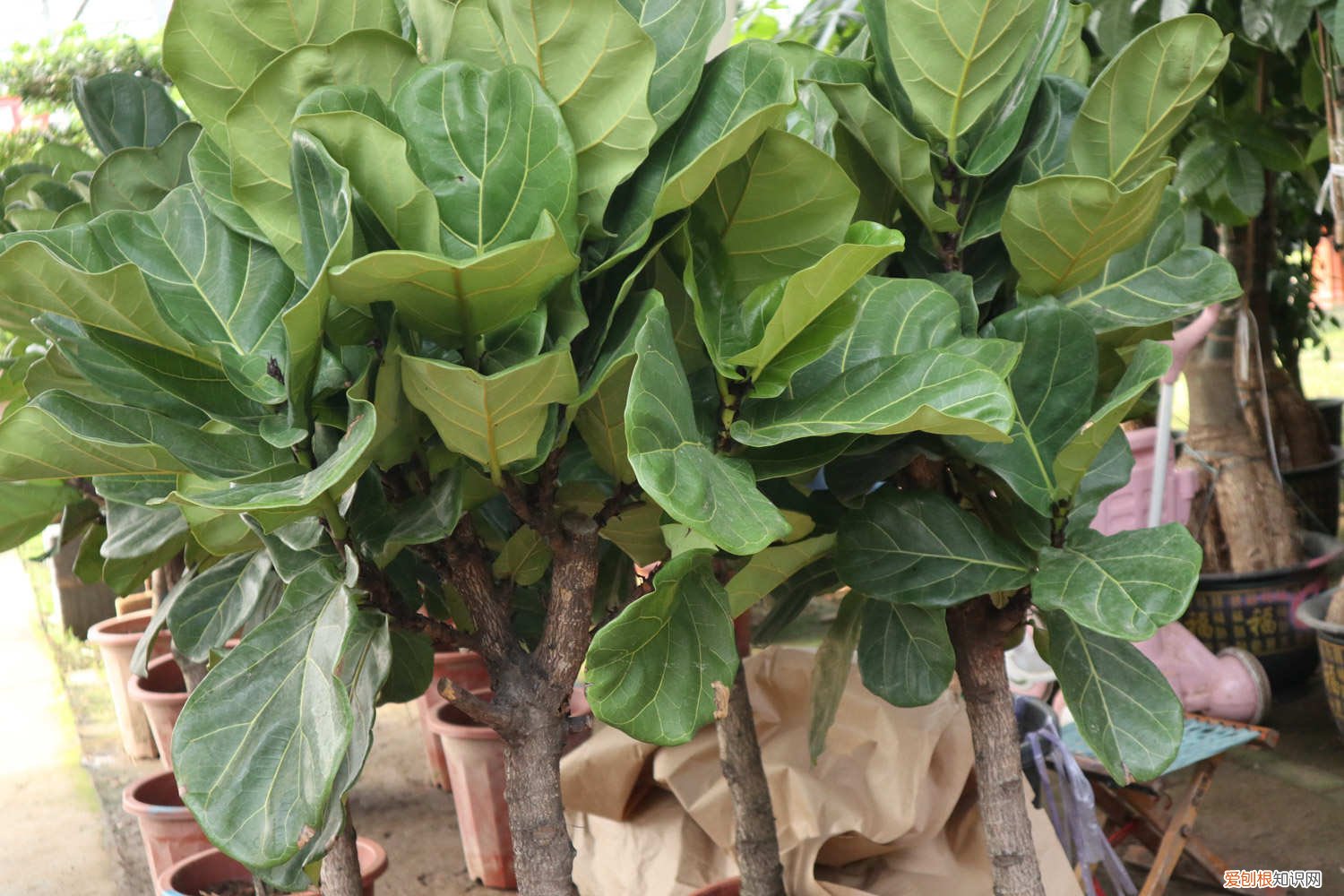 琴叶榕室外如何过冬 琴叶榕冬天怎么过冬，过冬技巧