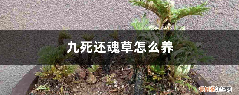 九死还魂草的养殖方法和注意事项 九死还魂草怎么养,怎么浇水