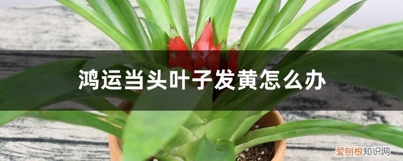 鸿运当头叶子黄了怎么办? 鸿运当头叶子发黄怎么办