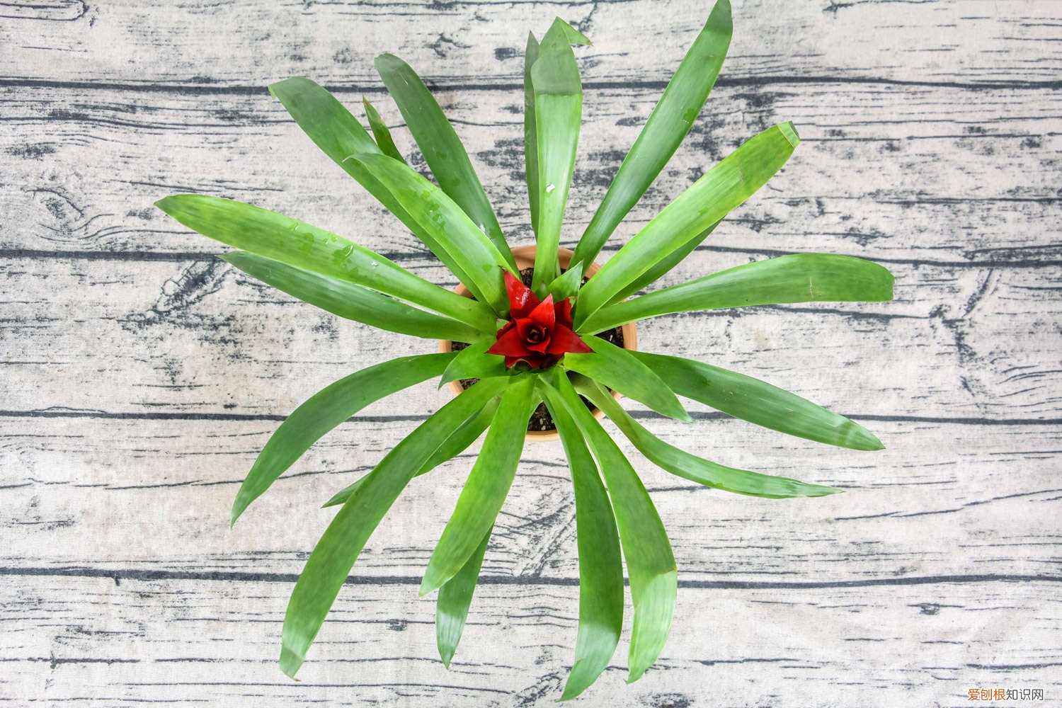 鸿运当头叶子黄了怎么办? 鸿运当头叶子发黄怎么办