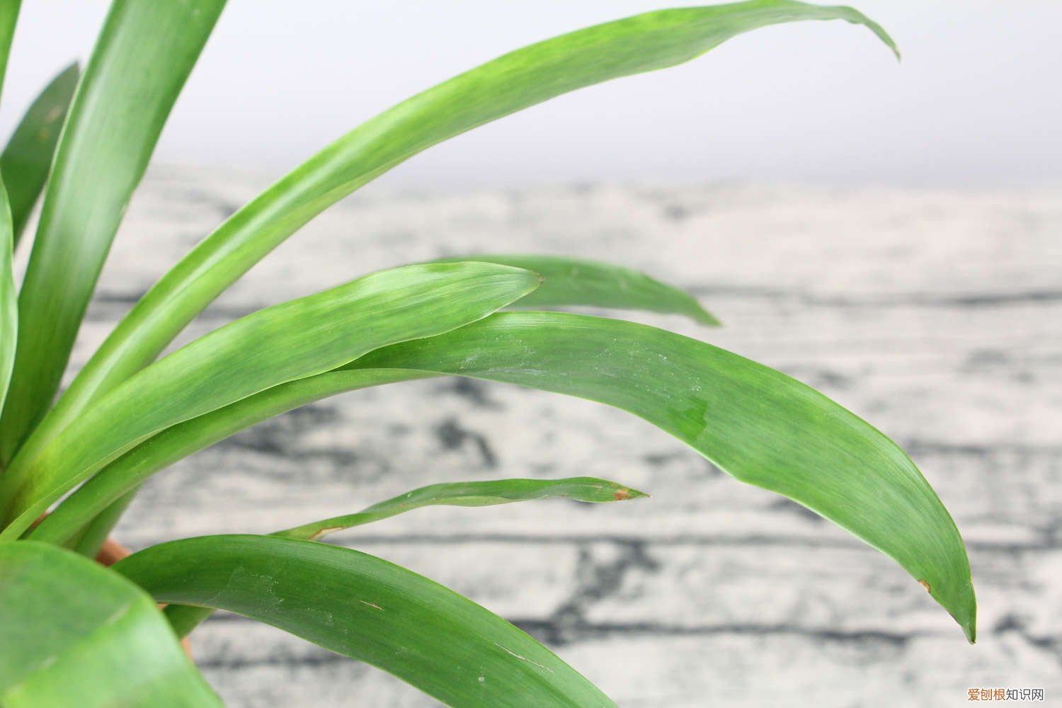 鸿运当头叶子黄了怎么办? 鸿运当头叶子发黄怎么办