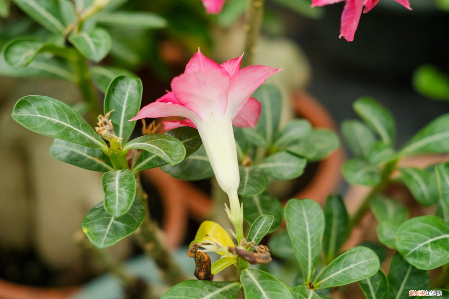 沙漠玫瑰叶子全黄了怎么办 刚买的沙漠玫瑰叶子发黄怎么办