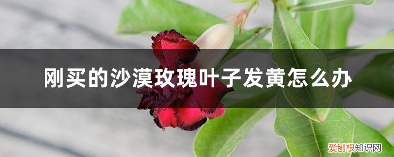 沙漠玫瑰叶子全黄了怎么办 刚买的沙漠玫瑰叶子发黄怎么办