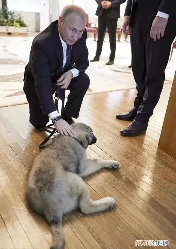 硬汉普京养的狗 硬汉普京的狗是什么品种