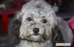 贵宾犬是那个国家 贵宾是哪个国家的狗狗