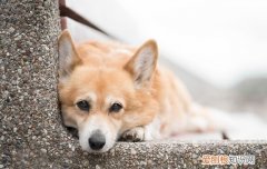 柯基头小怎么回事啊 柯基头小的原因