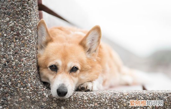 柯基头小怎么回事啊 柯基头小的原因