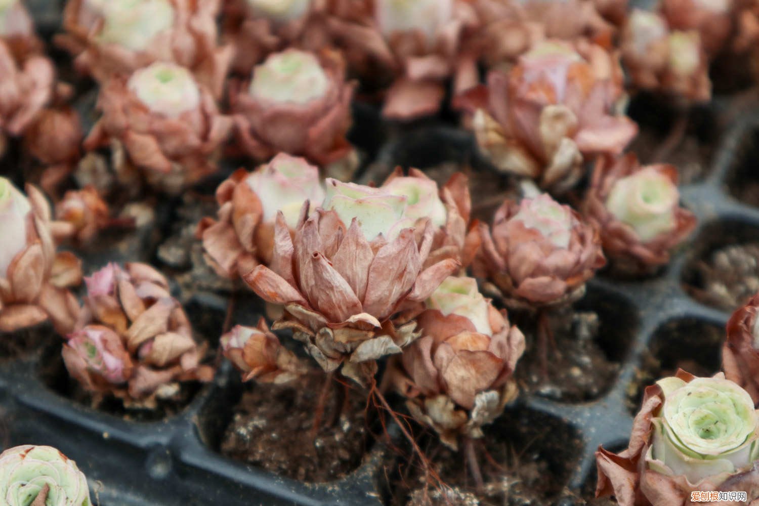 山地玫瑰如何养殖 山地玫瑰的养殖方法和注意事项，山地玫瑰图片