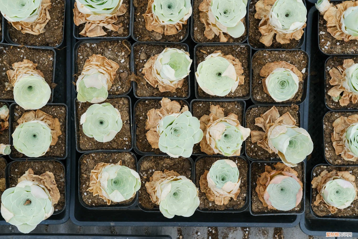 山地玫瑰如何养殖 山地玫瑰的养殖方法和注意事项，山地玫瑰图片