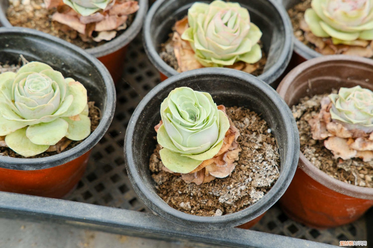 山地玫瑰如何养殖 山地玫瑰的养殖方法和注意事项，山地玫瑰图片