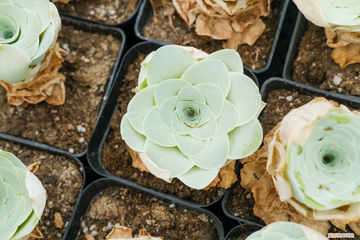 山地玫瑰如何养殖 山地玫瑰的养殖方法和注意事项，山地玫瑰图片