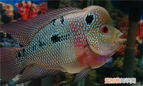 罗汉鱼起头有什么特点 罗汉鱼应该怎样选择呢
