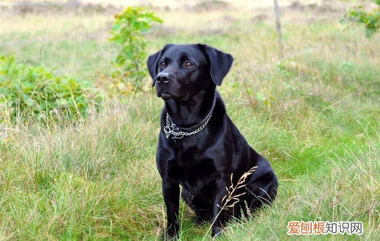 拉布拉多有没有黑的 拉布拉多有黑色的吗?