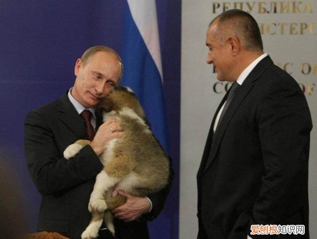 硬汉普京的狗是什么品种的狗 硬汉普京的狗是什么品种