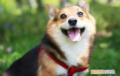 柯基喜欢别人摸它哪 柯基喜欢被人摸哪里