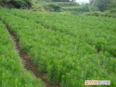 松树苗怎样种好 怎样弄成大气的松树盆栽呢