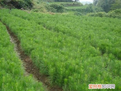 松树苗怎样种好 怎样弄成大气的松树盆栽呢