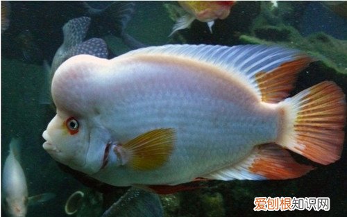 寿星鱼吃什么饲料寿星鱼的常见病害有哪些