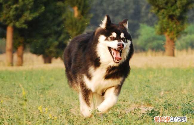 阿拉斯加雪橇犬是哈士奇吗 阿拉斯加雪橇犬是哈士奇吗