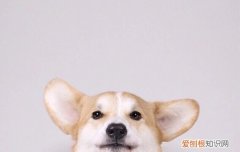 柯基犬是小型犬还是中型犬 柯基算小型犬还是中大型犬