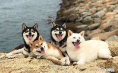 柴犬多久会长大 柴犬几个月开始疯长