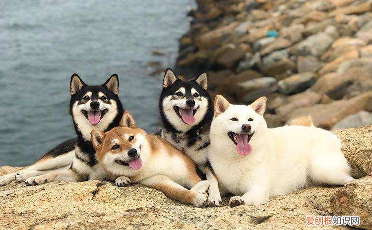 柴犬多久会长大 柴犬几个月开始疯长