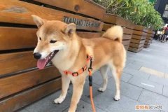 柴犬什么时候度过尴尬期 柴犬尴尬期是哪几个月