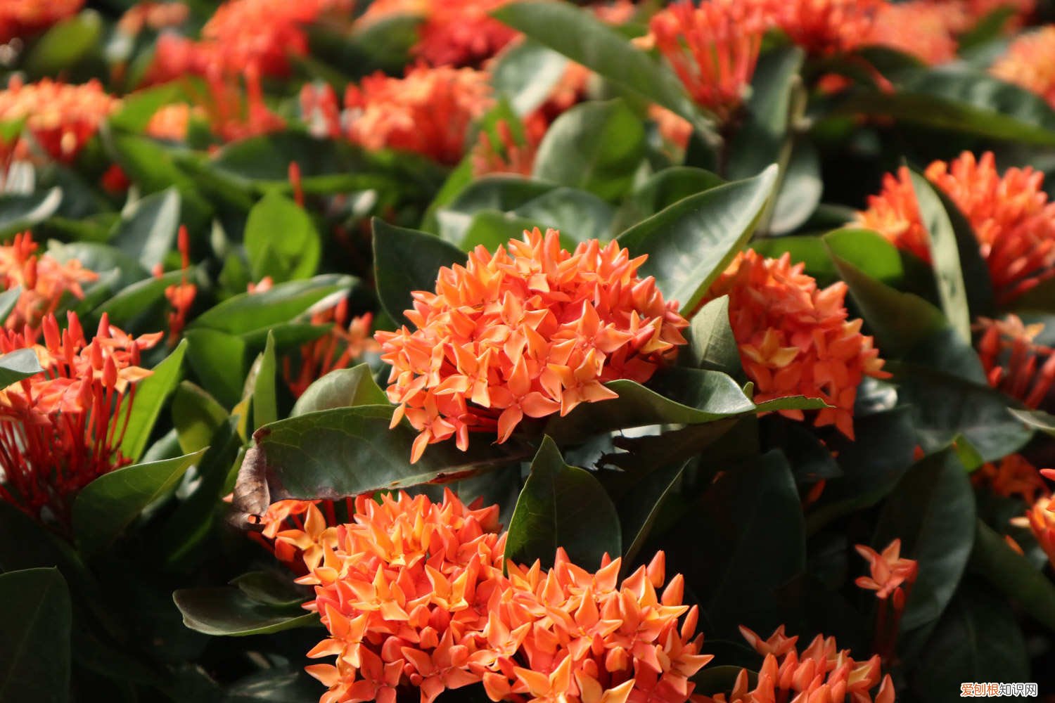 龙船花养殖技巧 龙船花的养殖方法和注意事项，龙船花图片