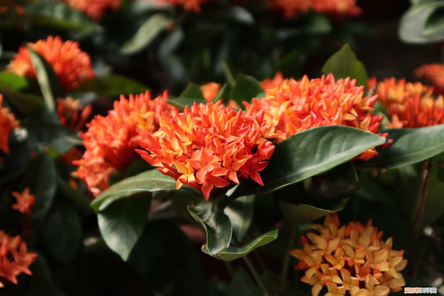 龙船花养殖技巧 龙船花的养殖方法和注意事项，龙船花图片