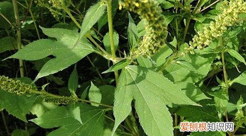 三裂叶豚草会造成哪些危害怎样清除三裂叶豚草