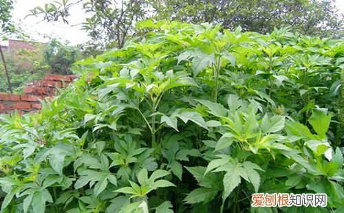 三裂叶豚草会造成哪些危害怎样清除三裂叶豚草