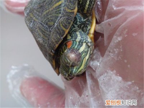 乌龟白眼病怎么治 饲养乌龟要注意什么