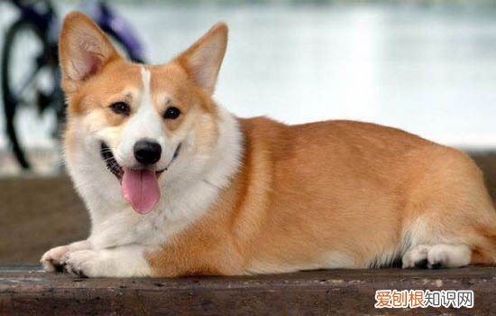 柯基一生认几个主人 柯基一生认一个主人