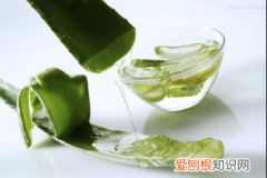 芦荟的药用价值有哪些 2017芦荟作用与功效的介绍