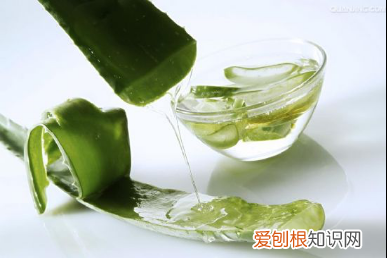 芦荟的药用价值有哪些 2017芦荟作用与功效的介绍