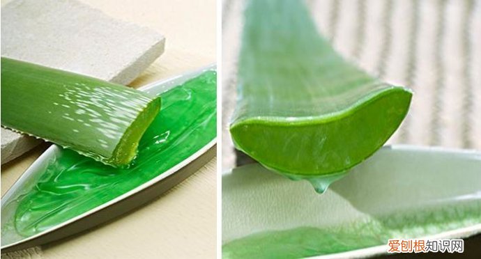 芦荟的药用价值有哪些 2017芦荟作用与功效的介绍