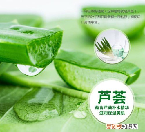 芦荟的药用价值有哪些 2017芦荟作用与功效的介绍