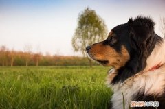 狗狗几个月算一岁百科 狗狗的年龄怎么算几个月为一岁