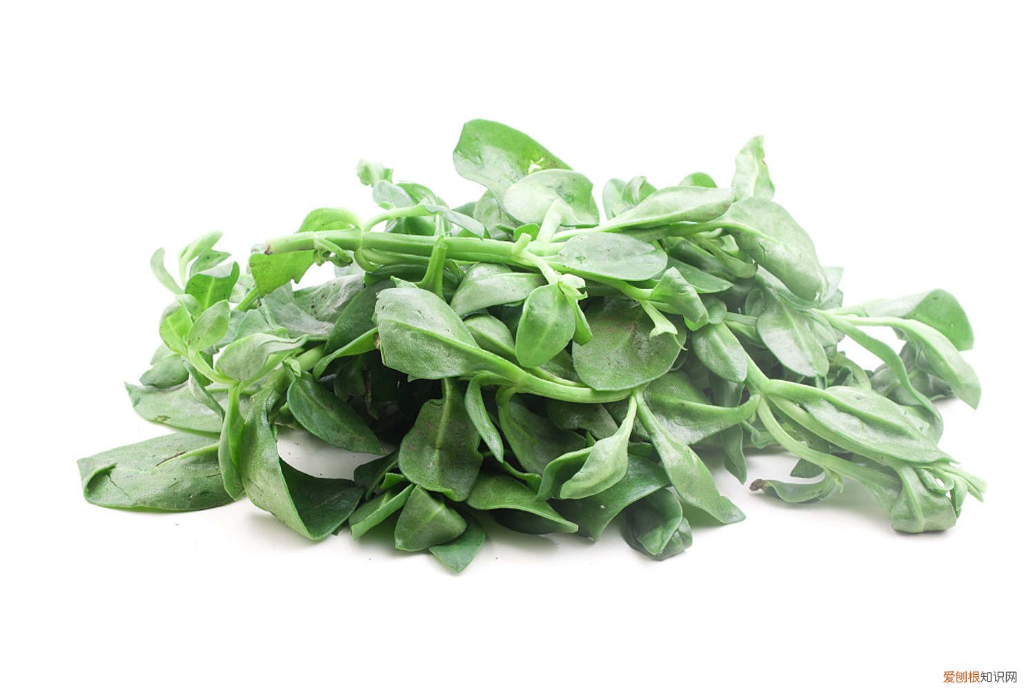 牡丹吊兰怎么修剪,什么时候修剪? 牡丹吊兰冬天怎么养护，需要剪枝吗