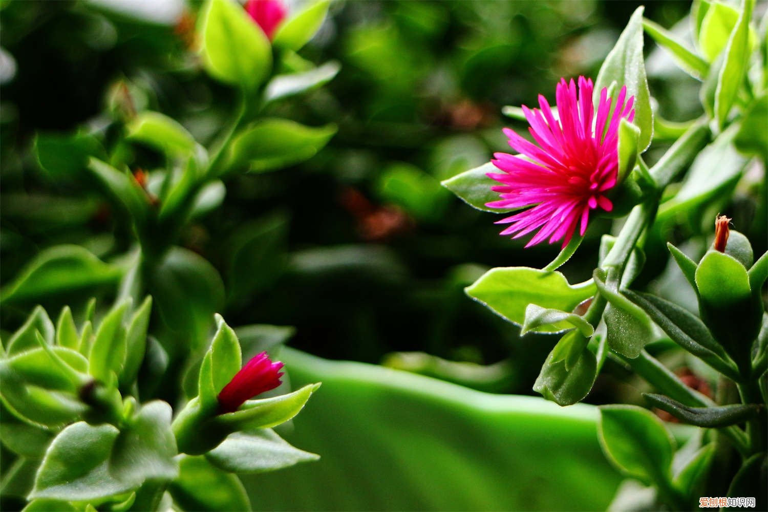 牡丹吊兰怎么修剪,什么时候修剪? 牡丹吊兰冬天怎么养护，需要剪枝吗