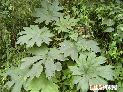 通草的作用是啥 刚生完宝宝可以食用通草吗