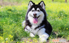 ?阿拉斯加纯不纯有什么区别